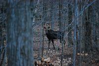moose