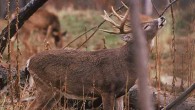 Whitetail Deer Scent Marking