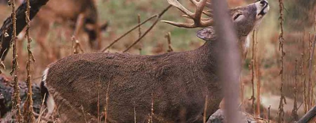 Whitetail Deer Scent Marking