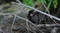 mink