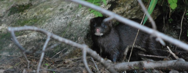 mink