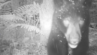 Every now and then wildlife cameras capture a special bit of footage. This is one such video. Courtesy of Richard Greene, recognized Berkshire Wildlife Tracker. great_bear_video
