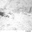 Berkshire Wildlife Trackers (BWT) presents. . . Winter Wildlife Videos 2013-2014 Bobcat: Great Barrington, MA Sheffield, MA Great Barrington, MA Great Barrington, MA Great Barrington, MA Great Barrington, MA Sheffield, […]