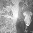 Every now and then wildlife cameras capture a special bit of footage. This is one such video. Courtesy of Richard Greene, recognized Berkshire Wildlife Tracker. great_bear_video