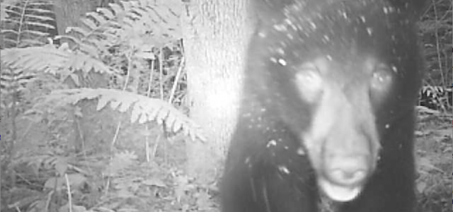 Every now and then wildlife cameras capture a special bit of footage. This is one such video. Courtesy of Richard Greene, recognized Berkshire Wildlife Tracker. great_bear_video