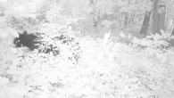 Berkshire Wildlife Trackers (BWT) presents. . . Winter Wildlife Videos 2013-2014 Bobcat: Great Barrington, MA Sheffield, MA Great Barrington, MA Great Barrington, MA Great Barrington, MA Great Barrington, MA Sheffield, […]