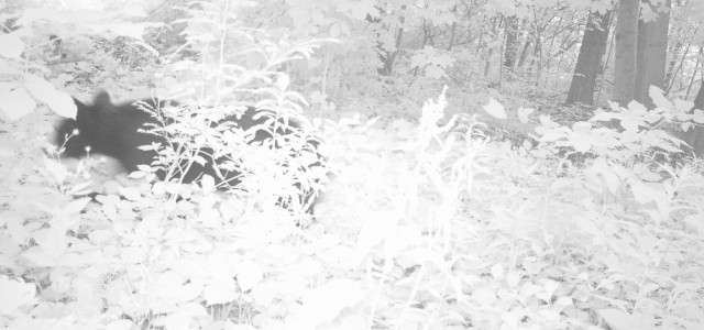 Berkshire Wildlife Trackers (BWT) presents. . . Winter Wildlife Videos 2013-2014 Bobcat: Great Barrington, MA Sheffield, MA Great Barrington, MA Great Barrington, MA Great Barrington, MA Great Barrington, MA Sheffield, […]